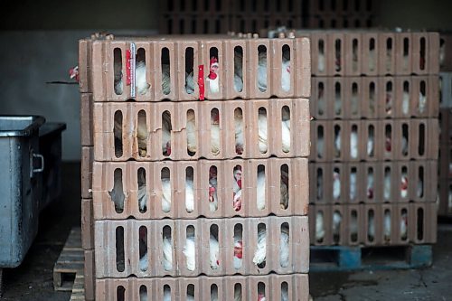 MIKAELA MACKENZIE / WINNIPEG FREE PRESS

Crates of Zinn Farms chickens wait to be slaughtered at Waldner Meats  near Niverville on Thursday, Aug. 19, 2021. For Eva story.
Winnipeg Free Press 2021.