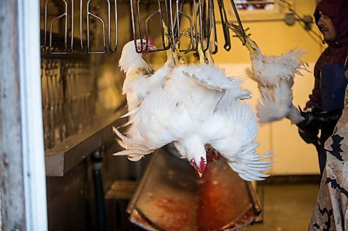 MIKAELA MACKENZIE / WINNIPEG FREE PRESS

Zinn Farms chickens are slaughtered at Waldner Meats  near Niverville on Thursday, Aug. 19, 2021. For Eva story.
Winnipeg Free Press 2021.