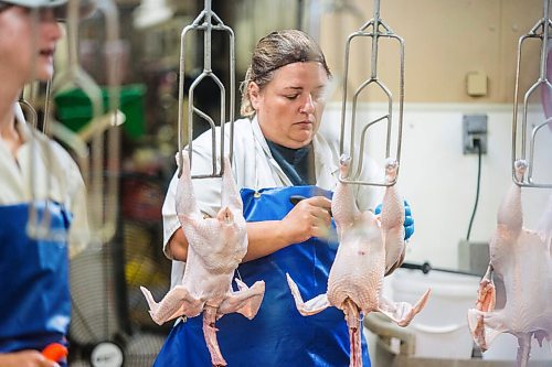 MIKAELA MACKENZIE / WINNIPEG FREE PRESS

Angela Waldner processes Zinn Farms chickens at Waldner Meats  near Niverville on Thursday, Aug. 19, 2021. For Eva story.
Winnipeg Free Press 2021.