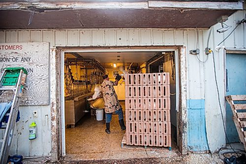 MIKAELA MACKENZIE / WINNIPEG FREE PRESS

Ed Hofer puts Zinn Farms chickens onto the processing line at Waldner Meats  near Niverville on Thursday, Aug. 19, 2021. For Eva story.
Winnipeg Free Press 2021.