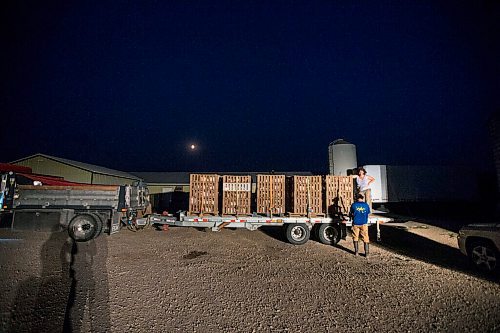 MIKAELA MACKENZIE / WINNIPEG FREE PRESS

Tom Christensen and Amanda Dueck strap crates of chickens onto the trailer at Zinn Farms southwest of Winnipeg on Wednesday, Aug. 18, 2021. For Eva story.
Winnipeg Free Press 2021.