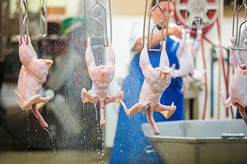 MIKAELA MACKENZIE / WINNIPEG FREE PRESS

Zinn Farms chickens are processed at Waldner Meats near Niverville on Thursday, Aug. 19, 2021. For Eva story.
Winnipeg Free Press 2021.