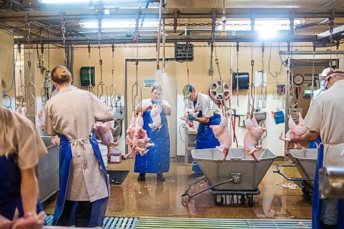 MIKAELA MACKENZIE / WINNIPEG FREE PRESS

Zinn Farms chickens are processed at Waldner Meats near Niverville on Thursday, Aug. 19, 2021. For Eva story.
Winnipeg Free Press 2021.