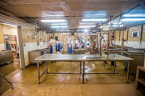 MIKAELA MACKENZIE / WINNIPEG FREE PRESS

Zinn Farms chickens are processed at Waldner Meats near Niverville on Thursday, Aug. 19, 2021. For Eva story.
Winnipeg Free Press 2021.