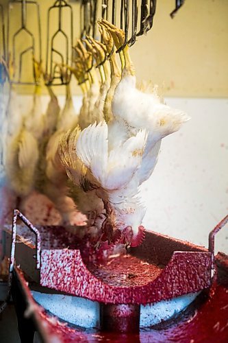 MIKAELA MACKENZIE / WINNIPEG FREE PRESS

Zinn Farms chickens are slaughtered at Waldner Meats  near Niverville on Thursday, Aug. 19, 2021. For Eva story.
Winnipeg Free Press 2021.