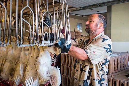 MIKAELA MACKENZIE / WINNIPEG FREE PRESS

Ed Hofer puts Zinn Farms chickens onto the processing line at Waldner Meats  near Niverville on Thursday, Aug. 19, 2021. For Eva story.
Winnipeg Free Press 2021.