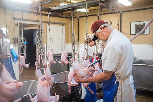 MIKAELA MACKENZIE / WINNIPEG FREE PRESS

Zinn Farms chickens are processed at Waldner Meats near Niverville on Thursday, Aug. 19, 2021. For Eva story.
Winnipeg Free Press 2021.