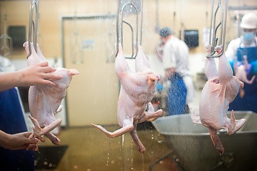 MIKAELA MACKENZIE / WINNIPEG FREE PRESS

Zinn Farms chickens are processed at Waldner Meats near Niverville on Thursday, Aug. 19, 2021. For Eva story.
Winnipeg Free Press 2021.