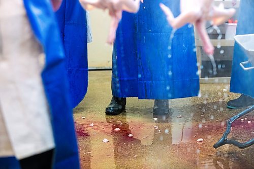 MIKAELA MACKENZIE / WINNIPEG FREE PRESS

Zinn Farms chickens are processed at Waldner Meats near Niverville on Thursday, Aug. 19, 2021. For Eva story.
Winnipeg Free Press 2021.