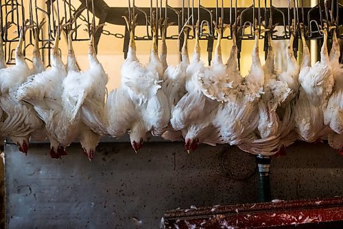 MIKAELA MACKENZIE / WINNIPEG FREE PRESS

Zinn Farms chickens are slaughtered at Waldner Meats  near Niverville on Thursday, Aug. 19, 2021. For Eva story.
Winnipeg Free Press 2021.