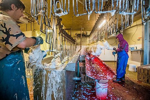 MIKAELA MACKENZIE / WINNIPEG FREE PRESS

Zinn Farms chickens are slaughtered at Waldner Meats  near Niverville on Thursday, Aug. 19, 2021. For Eva story.
Winnipeg Free Press 2021.