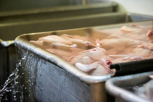 MIKAELA MACKENZIE / WINNIPEG FREE PRESS

Zinn Farms chickens are put into an ice bath at Waldner Meats near Niverville on Thursday, Aug. 19, 2021. For Eva story.
Winnipeg Free Press 2021.