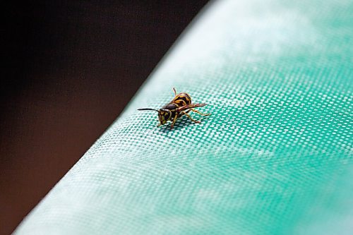 Daniel Crump / Winnipeg Free Press. Wasps were an ever present menace at the Unite Manitoba 150 celebrations at Shaw Park in downtown Winnipeg. August 28, 2021.