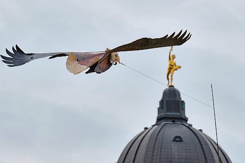 MIKE DEAL / WINNIPEG FREE PRESS
A Eagle shaped kite swoops about on the breeze while the Golden Boy looks on, after being placed on the grounds of the Manitoba Legislative building by gardeners hoping to keep other birds from bothering the flower gardens.
210902 - Thursday, September 02, 2021.