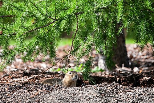 Daniel Crump / Winnipeg Free Press. A Richardson Ground Squirrel watches from its burrow in Assiniboine Park, Saturday morning. September 11, 2021.