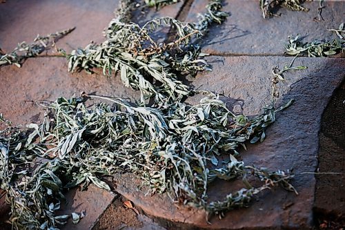 JOHN WOODS / WINNIPEG FREE PRESS
Drying sage in the medicine garden at the National Centre for Truth and Reconciliation in Winnipeg Wednesday, September 22, 2021. 

Reporter: Martin