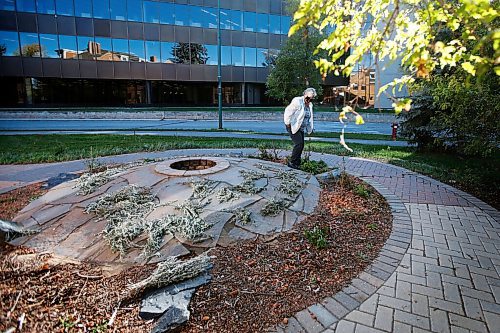 JOHN WOODS / WINNIPEG FREE PRESS
Sylvia Genaille, councillor and elder at the National Centre for Truth and Reconciliation, collects sage in their medicine garden at the centre in Winnipeg Wednesday, September 22, 2021. 

Reporter: Martin