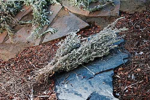 JOHN WOODS / WINNIPEG FREE PRESS
Drying sage in the medicine garden at the National Centre for Truth and Reconciliation in Winnipeg Wednesday, September 22, 2021. 

Reporter: Martin