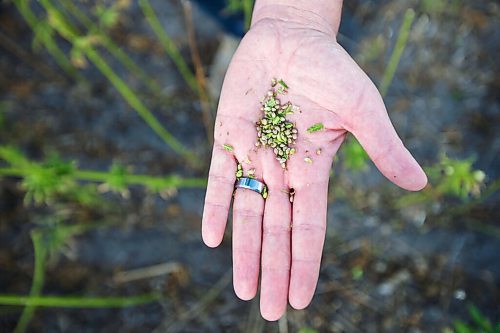 MIKAELA MACKENZIE / WINNIPEG FREE PRESS

James Kuhl, COO of River Valley Farms, shows the green unprocessed hemp seeds in a field being harvested west of Portage La Prairie on Tuesday, Sept. 21, 2021.  For Randall King story.
Winnipeg Free Press 2021.