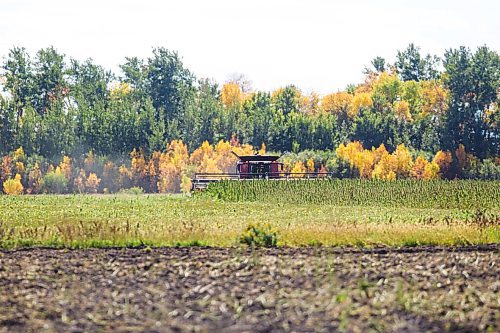 MIKAELA MACKENZIE / WINNIPEG FREE PRESS

Wilmar Wiebe harvests hemp for River Valley Farms west of Portage La Prairie on Tuesday, Sept. 21, 2021.  For Randall King story.
Winnipeg Free Press 2021.