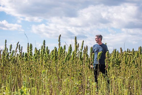 MIKAELA MACKENZIE / WINNIPEG FREE PRESS

James Kuhl, COO of River Valley Farms, poses for a portrait in a hemp field being harvested west of Portage La Prairie on Tuesday, Sept. 21, 2021.  For Randall King story.
Winnipeg Free Press 2021.