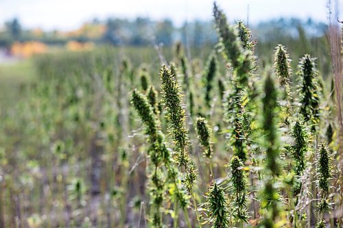 MIKAELA MACKENZIE / WINNIPEG FREE PRESS

Hemp fields are harvested for River Valley Farms west of Portage La Prairie on Tuesday, Sept. 21, 2021.  For Randall King story.
Winnipeg Free Press 2021.