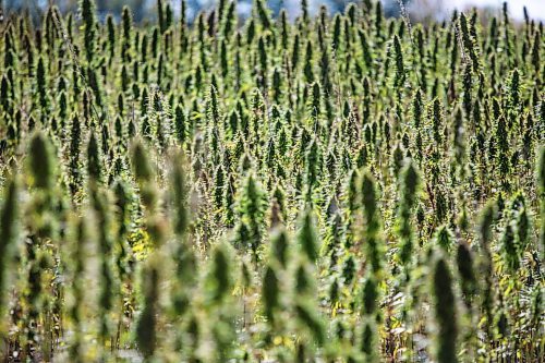 MIKAELA MACKENZIE / WINNIPEG FREE PRESS

Hemp fields are harvested for River Valley Farms west of Portage La Prairie on Tuesday, Sept. 21, 2021.  For Randall King story.
Winnipeg Free Press 2021.