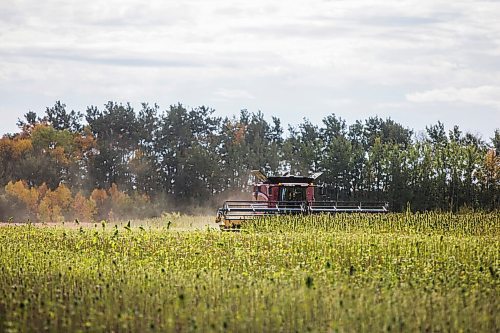 MIKAELA MACKENZIE / WINNIPEG FREE PRESS

Wilmar Wiebe harvests hemp for River Valley Farms west of Portage La Prairie on Tuesday, Sept. 21, 2021.  For Randall King story.
Winnipeg Free Press 2021.