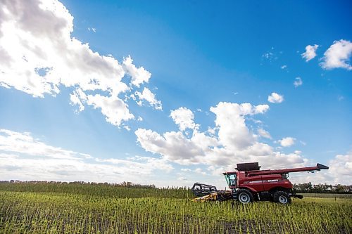 MIKAELA MACKENZIE / WINNIPEG FREE PRESS

Wilmar Wiebe harvests hemp for River Valley Farms west of Portage La Prairie on Tuesday, Sept. 21, 2021.  For Randall King story.
Winnipeg Free Press 2021.