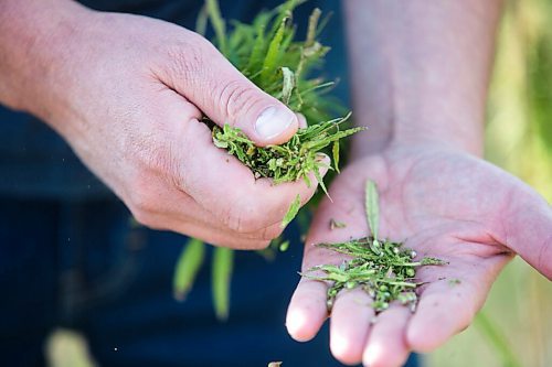 MIKAELA MACKENZIE / WINNIPEG FREE PRESS

James Kuhl, COO of River Valley Farms, shows where the seeds are on the hemp plant in a field being harvested west of Portage La Prairie on Tuesday, Sept. 21, 2021.  For Randall King story.
Winnipeg Free Press 2021.