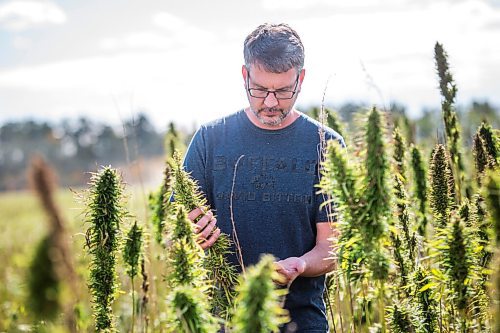 MIKAELA MACKENZIE / WINNIPEG FREE PRESS

James Kuhl, COO of River Valley Farms, shows where the seeds are on the hemp plant in a field being harvested west of Portage La Prairie on Tuesday, Sept. 21, 2021.  For Randall King story.
Winnipeg Free Press 2021.