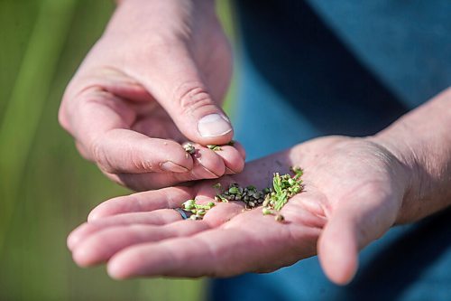 MIKAELA MACKENZIE / WINNIPEG FREE PRESS

James Kuhl, COO of River Valley Farms, shows the green unprocessed hemp seeds in a field being harvested west of Portage La Prairie on Tuesday, Sept. 21, 2021.  For Randall King story.
Winnipeg Free Press 2021.