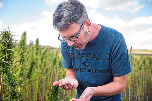 MIKAELA MACKENZIE / WINNIPEG FREE PRESS

James Kuhl, COO of River Valley Farms, shows where the seeds are on the hemp plant in a field being harvested west of Portage La Prairie on Tuesday, Sept. 21, 2021.  For Randall King story.
Winnipeg Free Press 2021.