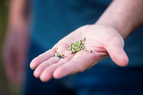 MIKAELA MACKENZIE / WINNIPEG FREE PRESS

James Kuhl, COO of River Valley Farms, shows the green unprocessed hemp seeds in a field being harvested west of Portage La Prairie on Tuesday, Sept. 21, 2021.  For Randall King story.
Winnipeg Free Press 2021.