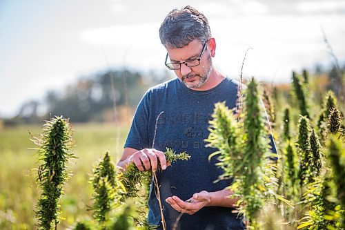 MIKAELA MACKENZIE / WINNIPEG FREE PRESS

James Kuhl, COO of River Valley Farms, shows where the seeds are on the hemp plant in a field being harvested west of Portage La Prairie on Tuesday, Sept. 21, 2021.  For Randall King story.
Winnipeg Free Press 2021.