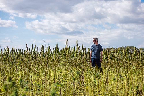 MIKAELA MACKENZIE / WINNIPEG FREE PRESS

James Kuhl, COO of River Valley Farms, poses for a portrait in a hemp field being harvested west of Portage La Prairie on Tuesday, Sept. 21, 2021.  For Randall King story.
Winnipeg Free Press 2021.