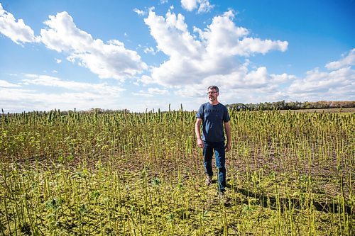 MIKAELA MACKENZIE / WINNIPEG FREE PRESS

James Kuhl, COO of River Valley Farms, poses for a portrait in a hemp field being harvested west of Portage La Prairie on Tuesday, Sept. 21, 2021.  For Randall King story.
Winnipeg Free Press 2021.