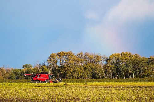 MIKAELA MACKENZIE / WINNIPEG FREE PRESS

Wilmar Wiebe harvests hemp for River Valley Farms west of Portage La Prairie on Tuesday, Sept. 21, 2021.  For Randall King story.
Winnipeg Free Press 2021.