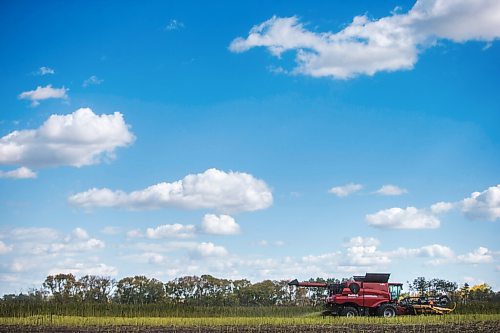 MIKAELA MACKENZIE / WINNIPEG FREE PRESS

Wilmar Wiebe harvests hemp for River Valley Farms west of Portage La Prairie on Tuesday, Sept. 21, 2021.  For Randall King story.
Winnipeg Free Press 2021.