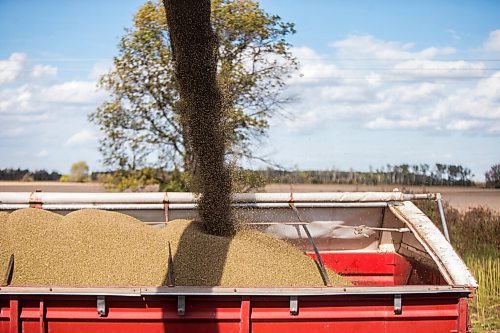 MIKAELA MACKENZIE / WINNIPEG FREE PRESS

Hemp seeds are poured into a truck after being harvested for River Valley Farms west of Portage La Prairie on Tuesday, Sept. 21, 2021.  For Randall King story.
Winnipeg Free Press 2021.