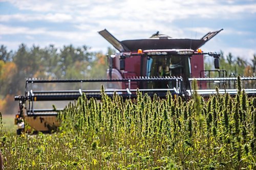 MIKAELA MACKENZIE / WINNIPEG FREE PRESS

Wilmar Wiebe harvests hemp for River Valley Farms west of Portage La Prairie on Tuesday, Sept. 21, 2021.  For Randall King story.
Winnipeg Free Press 2021.