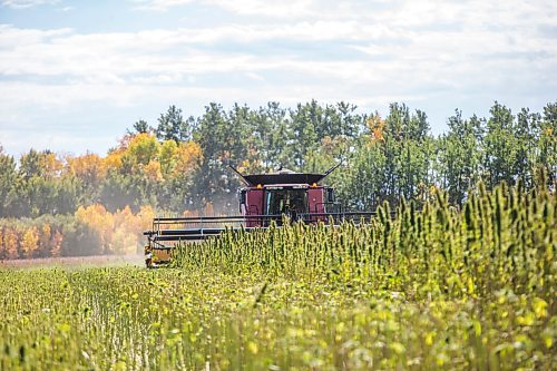 MIKAELA MACKENZIE / WINNIPEG FREE PRESS

Wilmar Wiebe harvests hemp for River Valley Farms west of Portage La Prairie on Tuesday, Sept. 21, 2021.  For Randall King story.
Winnipeg Free Press 2021.