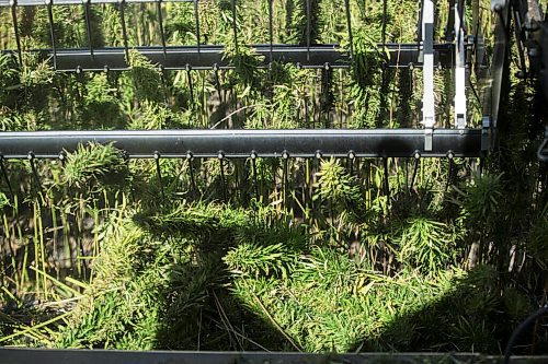 MIKAELA MACKENZIE / WINNIPEG FREE PRESS

Hemp is harvested for River Valley Farms west of Portage La Prairie on Tuesday, Sept. 21, 2021.  For Randall King story.
Winnipeg Free Press 2021.