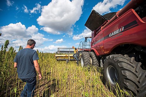 MIKAELA MACKENZIE / WINNIPEG FREE PRESS

James Kuhl, COO of River Valley Farms (left), walks up as Wilmar Wiebe hops out of the combine while harvesting hemp for River Valley Farms west of Portage La Prairie on Tuesday, Sept. 21, 2021.  For Randall King story.
Winnipeg Free Press 2021.