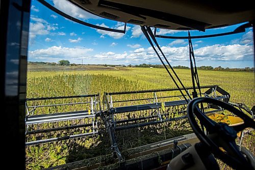 MIKAELA MACKENZIE / WINNIPEG FREE PRESS

Wilmar Wiebe harvests hemp for River Valley Farms west of Portage La Prairie on Tuesday, Sept. 21, 2021.  For Randall King story.
Winnipeg Free Press 2021.