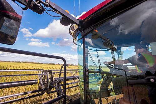 MIKAELA MACKENZIE / WINNIPEG FREE PRESS

Wilmar Wiebe harvests hemp for River Valley Farms west of Portage La Prairie on Tuesday, Sept. 21, 2021.  For Randall King story.
Winnipeg Free Press 2021.