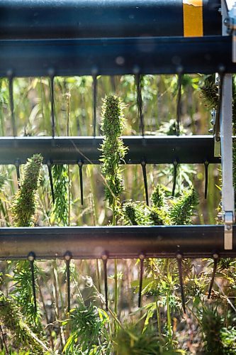 MIKAELA MACKENZIE / WINNIPEG FREE PRESS

Hemp is harvested for River Valley Farms west of Portage La Prairie on Tuesday, Sept. 21, 2021.  For Randall King story.
Winnipeg Free Press 2021.