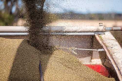 MIKAELA MACKENZIE / WINNIPEG FREE PRESS

Hemp seeds are poured into a truck after being harvested for River Valley Farms west of Portage La Prairie on Tuesday, Sept. 21, 2021.  For Randall King story.
Winnipeg Free Press 2021.