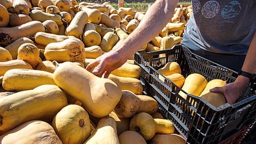 MIKE DEAL / WINNIPEG FREE PRESS
Jeff Veenstra, with some freshly harvested squash on his farm Thursday morning.
Wild Earth Farms, is on Garven Road close the intersection of hwy 206 near Oakbank.
See Ben Sigurdson farm-to-table feature story 
210927 - Monday, September 27, 2021.