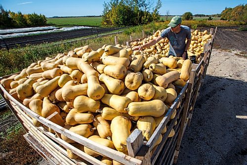 MIKE DEAL / WINNIPEG FREE PRESS
Jeff Veenstra, with some freshly harvested squash on his farm Thursday morning.
Wild Earth Farms, is on Garven Road close the intersection of hwy 206 near Oakbank.
See Ben Sigurdson farm-to-table feature story 
210927 - Monday, September 27, 2021.